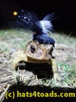 /home//u458753944/public_html/sourcegallery//////Roxborough Toad Detour/2022/2022-03-07/P3070852.JPG